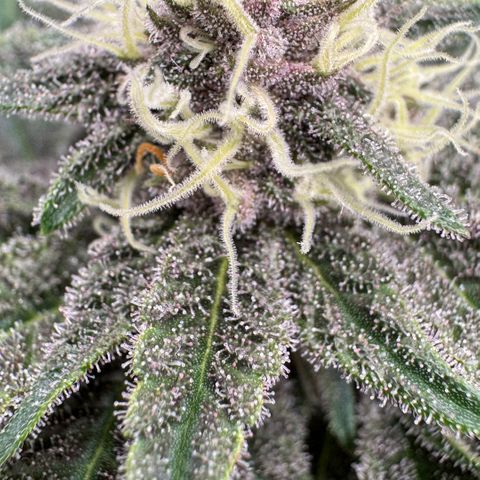 Super Buff Cherry #26  (4) growlog timeline photo