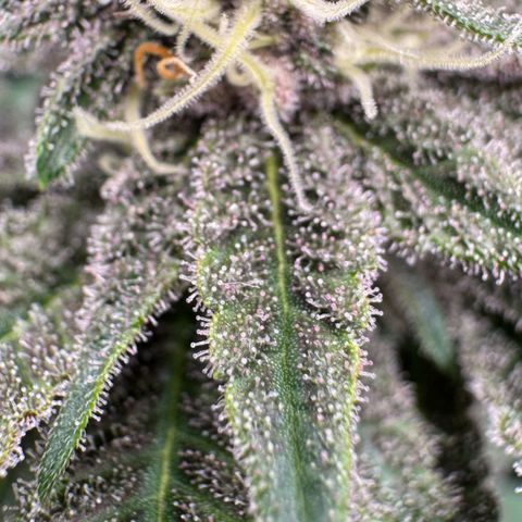 Super Buff Cherry #26  (4) growlog timeline photo
