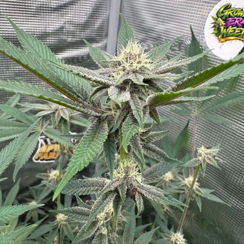 Super Buff Cherry #26  (4) growlog timeline photo