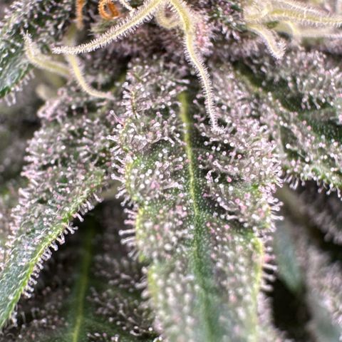Super Buff Cherry #26  (4) growlog timeline photo