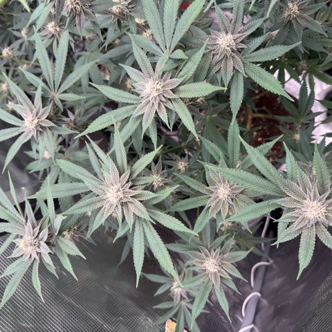 Super Buff Cherry #26  (4) growlog timeline photo