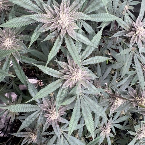 Super Buff Cherry #26  (4) growlog timeline photo