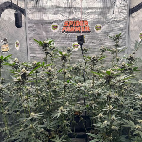 Super Buff Cherry #26  (4) growlog timeline photo