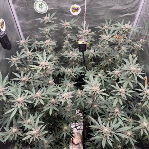 Super Buff Cherry #26  (4) growlog timeline photo