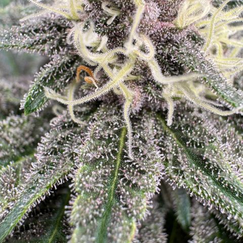 Super Buff Cherry #26  (4) growlog timeline photo