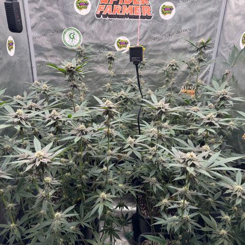 Super Buff Cherry #26  (4) growlog timeline photo