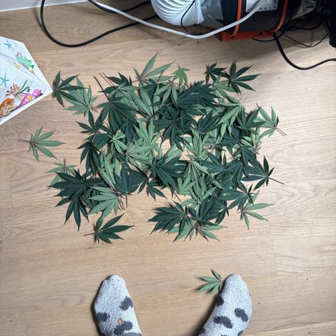 Super Buff Cherry #26  (4) growlog timeline photo