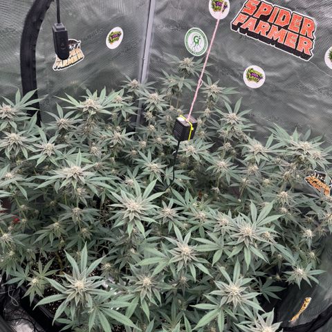 Super Buff Cherry #26  (4) growlog timeline photo
