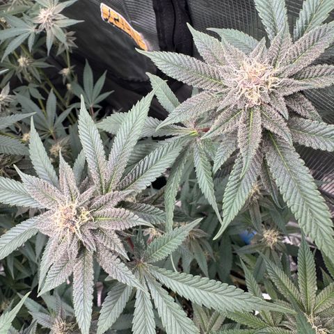 Super Buff Cherry #26  (4) growlog timeline photo