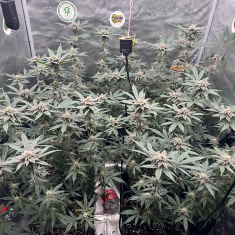 Super Buff Cherry #26  (4) growlog timeline photo