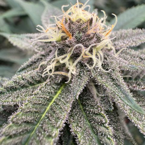 Super Buff Cherry #26  (4) growlog timeline photo
