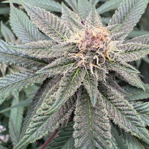 Super Buff Cherry #26  (4) growlog timeline photo