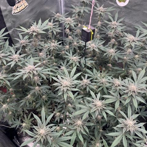 Super Buff Cherry #26  (4) growlog timeline photo