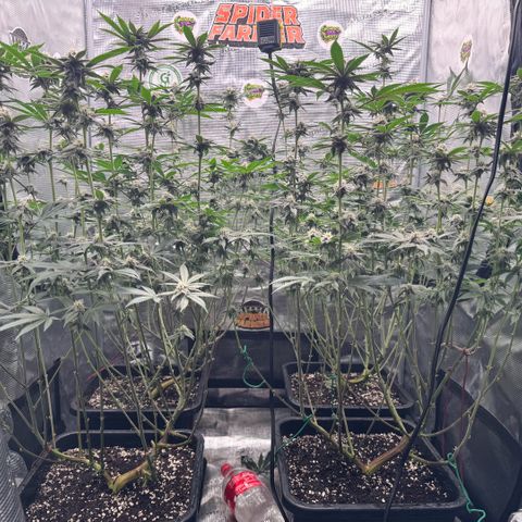 Super Buff Cherry #26  (4) growlog timeline photo