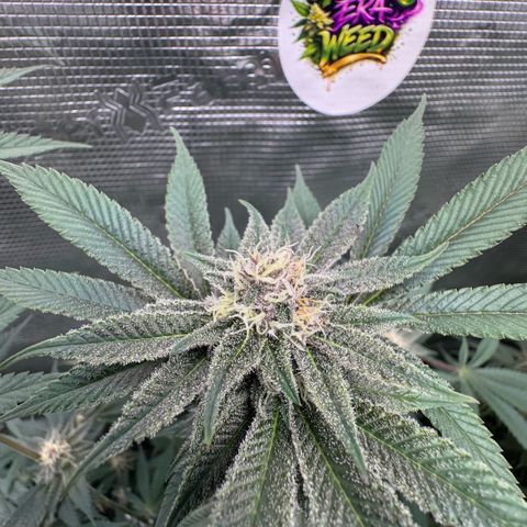 Super Buff Cherry #26  (4) growlog timeline photo