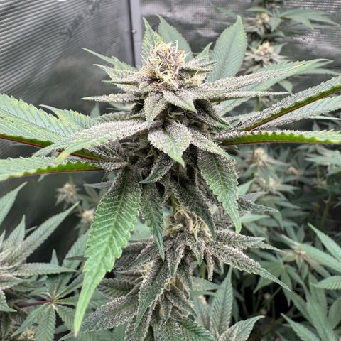 Super Buff Cherry #26  (4) growlog timeline photo