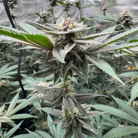 Super Buff Cherry #26  (4) growlog timeline photo