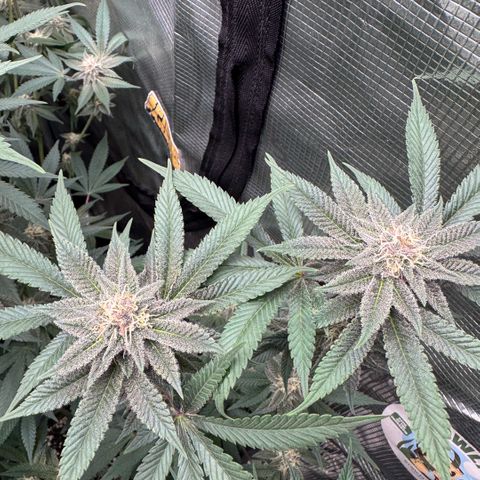 Super Buff Cherry #26  (4) growlog timeline photo