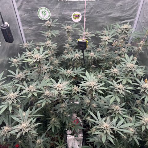 Super Buff Cherry #26  (4) growlog timeline photo