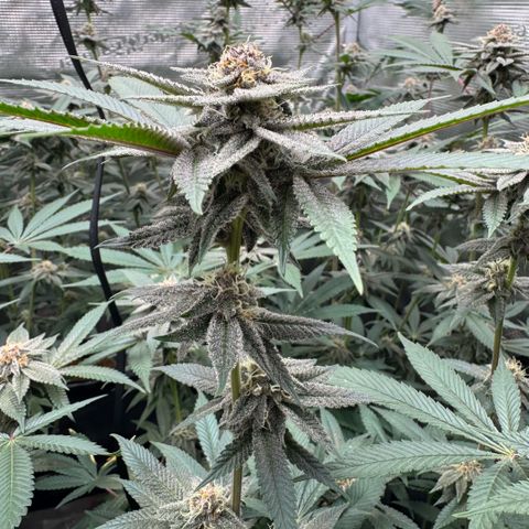 Super Buff Cherry #26  (4) growlog timeline photo