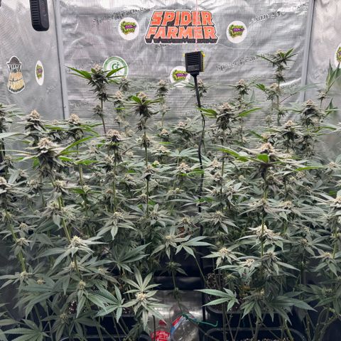 Super Buff Cherry #26  (4) growlog timeline photo