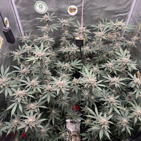Super Buff Cherry #26  (4) growlog timeline photo