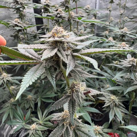 Super Buff Cherry #26  (4) growlog timeline photo