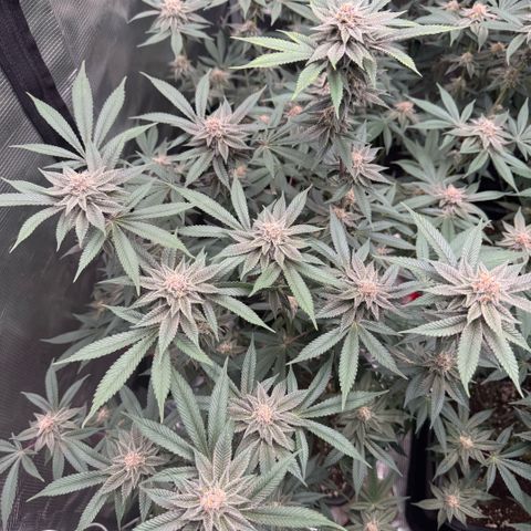 Super Buff Cherry #26  (4) growlog timeline photo