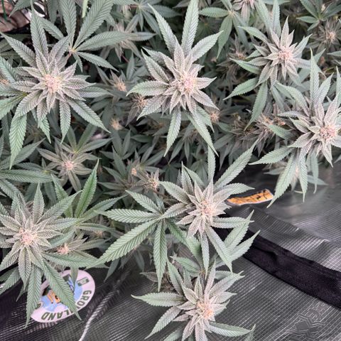 Super Buff Cherry #26  (4) growlog timeline photo