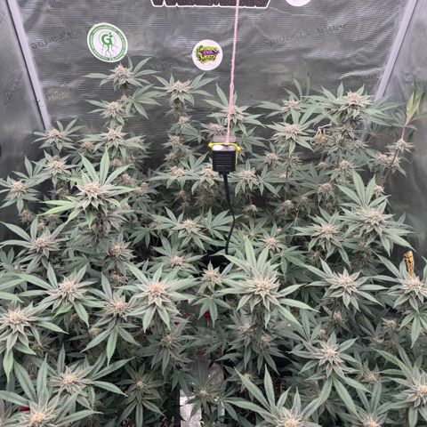 Super Buff Cherry #26  (4) growlog timeline photo