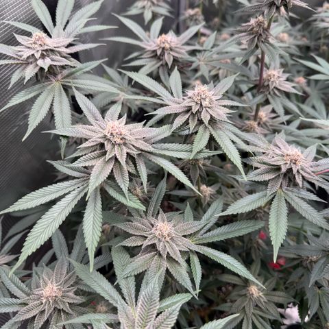 Super Buff Cherry #26  (4) growlog timeline photo