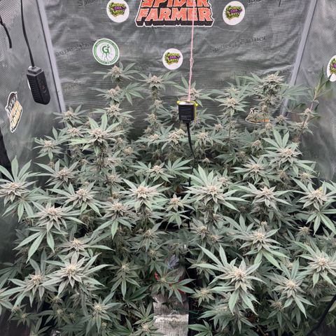 Super Buff Cherry #26  (4) growlog timeline photo