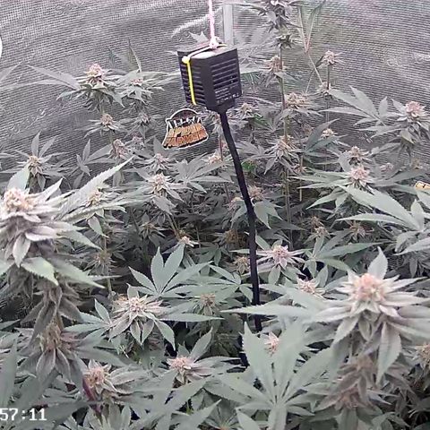 Super Buff Cherry #26  (4) growlog timeline photo