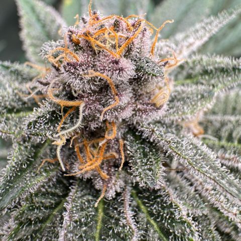Super Buff Cherry #26  (4) growlog timeline photo