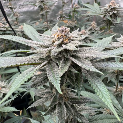 Super Buff Cherry #26  (4) growlog timeline photo