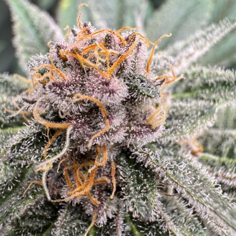 Super Buff Cherry #26  (4) growlog timeline photo
