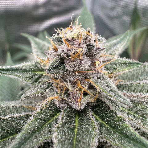 Super Buff Cherry #26  (4) growlog timeline photo