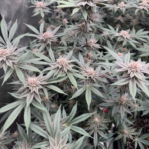 Super Buff Cherry #26  (4) growlog timeline photo