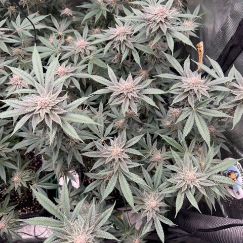 Super Buff Cherry #26  (4) growlog timeline photo