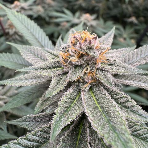 Super Buff Cherry #26  (4) growlog timeline photo