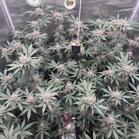 Super Buff Cherry #26  (4) growlog timeline photo