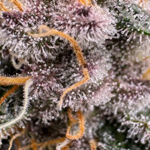 Super Buff Cherry #26  (4) growlog timeline photo