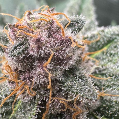 Super Buff Cherry #26  (4) growlog timeline photo