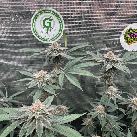 Super Buff Cherry #26  (4) growlog timeline photo