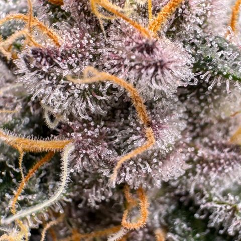 Super Buff Cherry #26  (4) growlog timeline photo