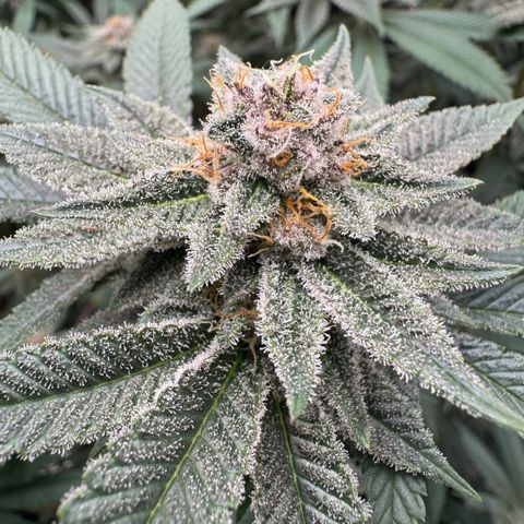 Super Buff Cherry #26  (4) growlog timeline photo