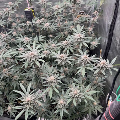 Super Buff Cherry #26  (4) growlog timeline photo