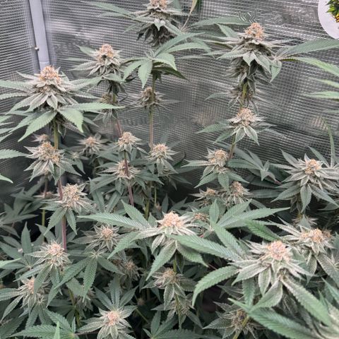 Super Buff Cherry #26  (4) growlog timeline photo
