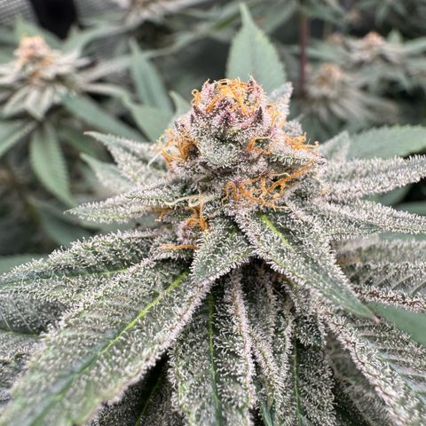 Super Buff Cherry #26  (4) growlog timeline photo