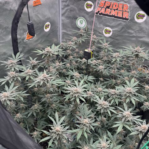 Super Buff Cherry #26  (4) growlog timeline photo
